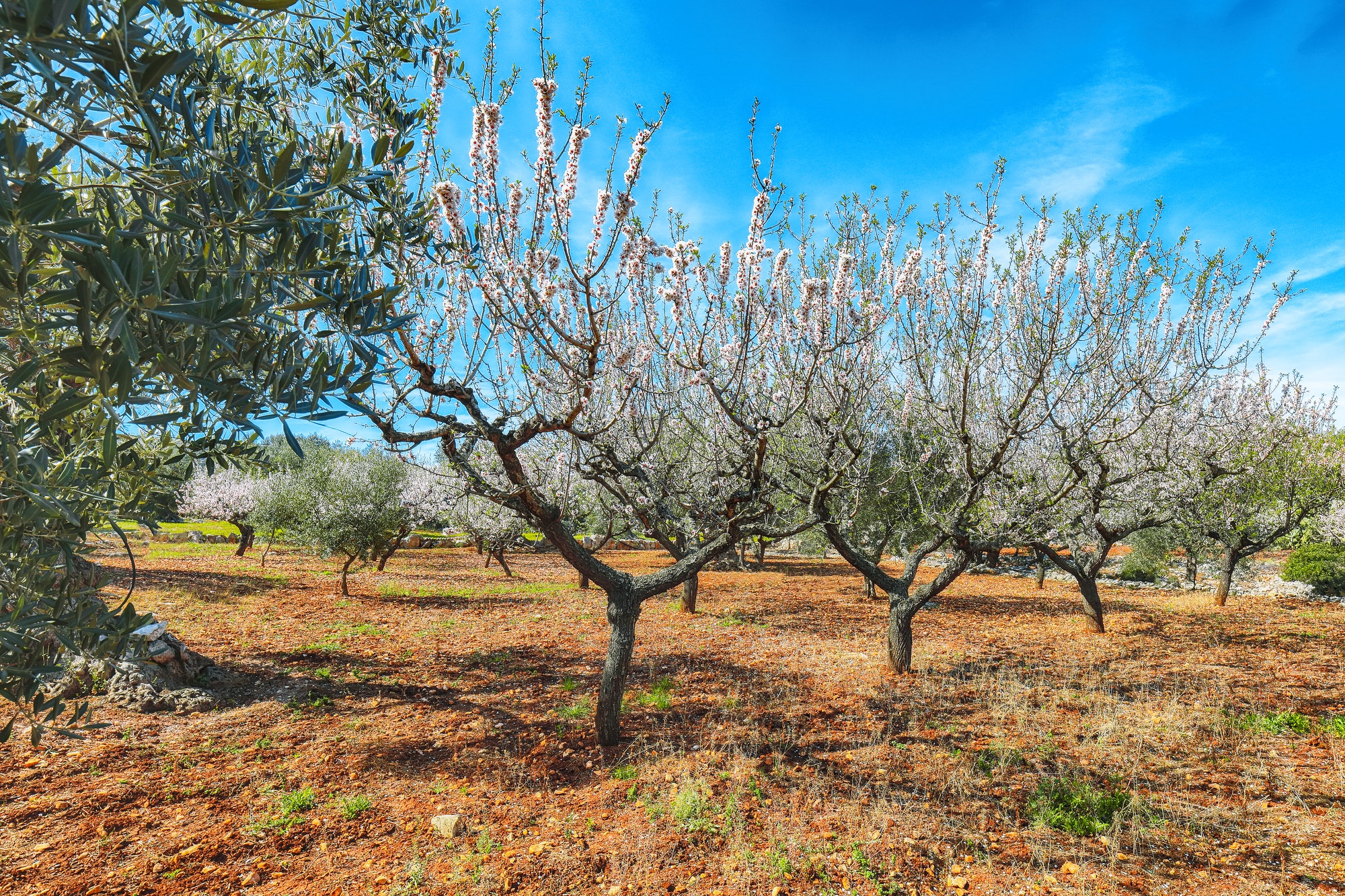 Beautiful white almond flowers on almond tree branch in spring Italian garden, Sicilia.