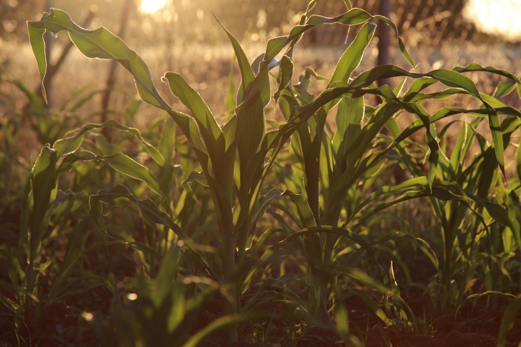 Corn. Growth. Sunset light. Crops