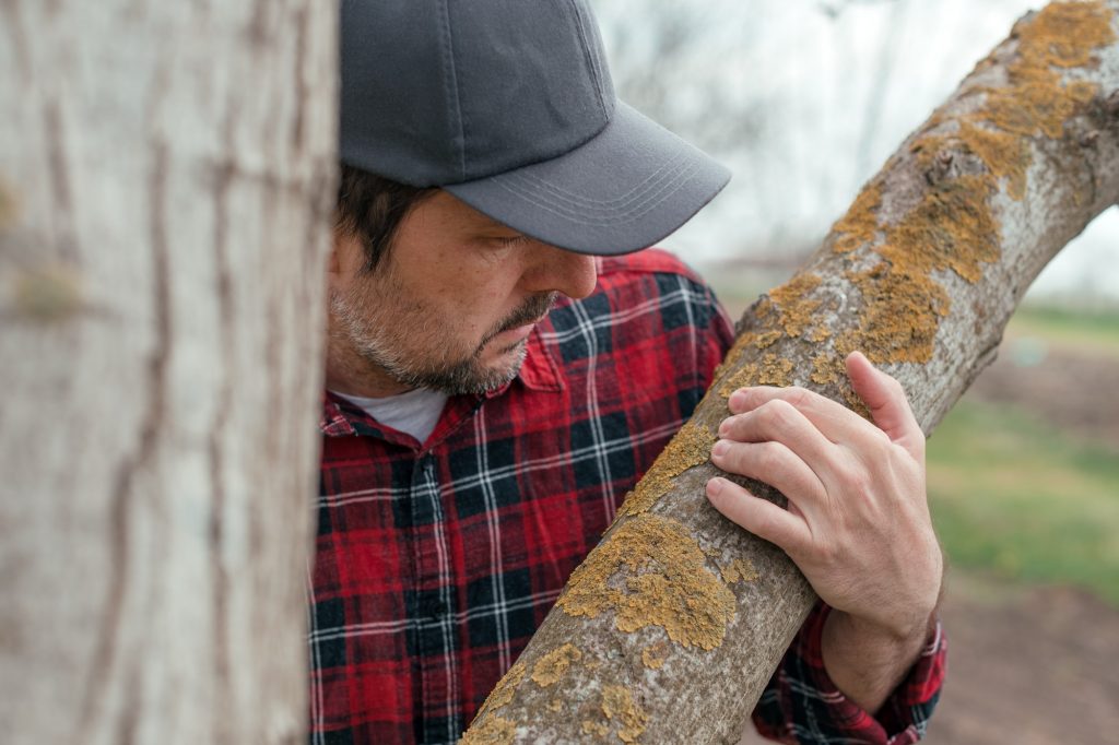 Farmer examining Xanthoria parietina or common orange lichen growing on walnut tree bark