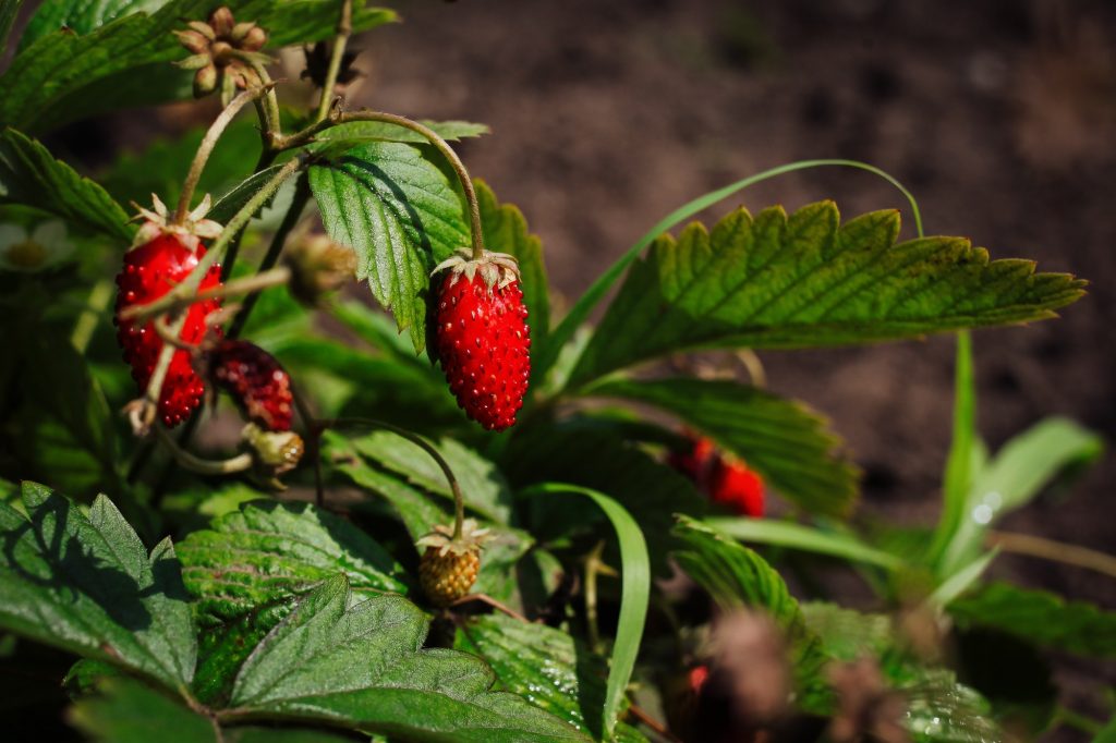 wild strawberry