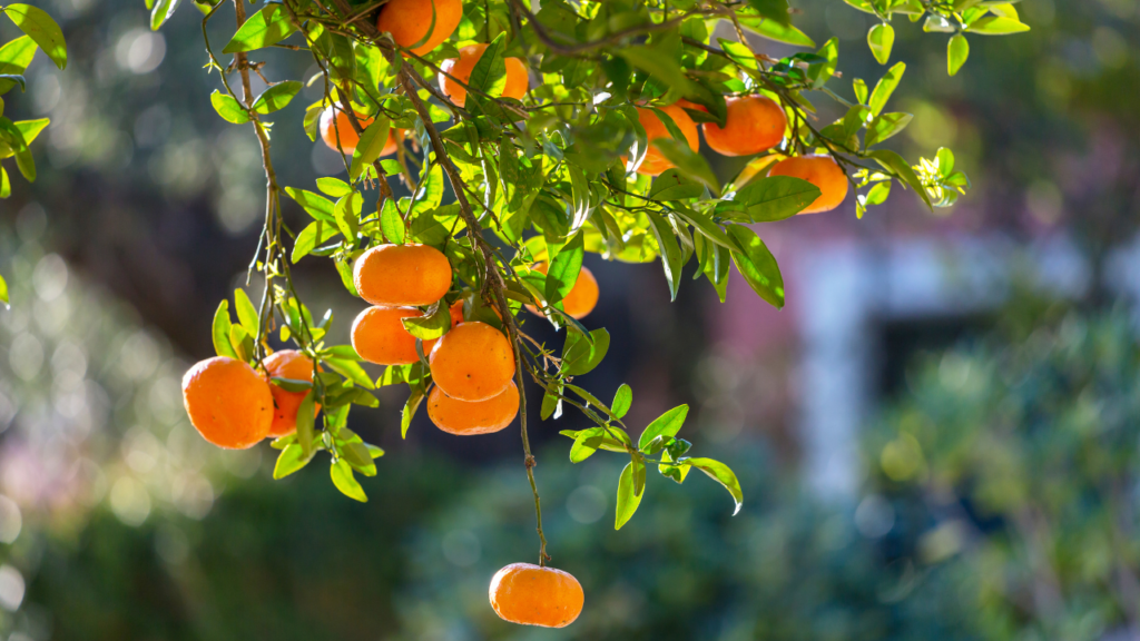 mandarin production