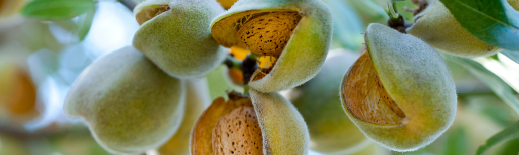 California_almond_exports