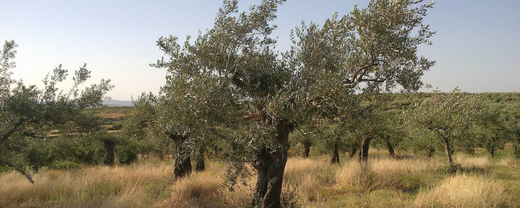 olive-trees