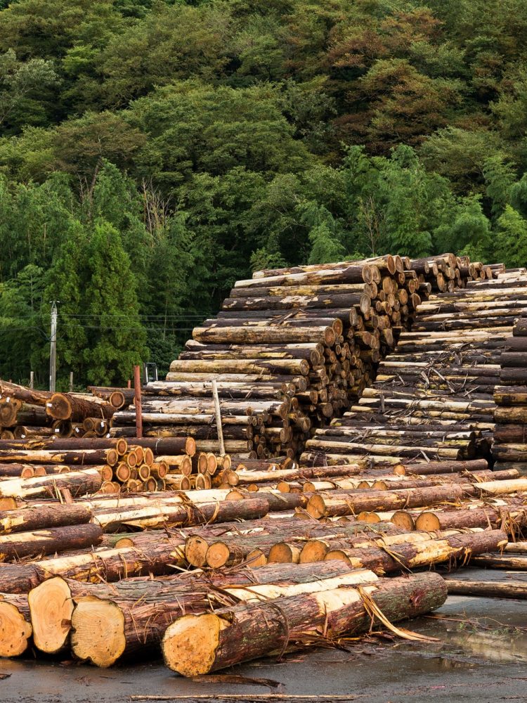 Forest pine trees for Timber industry