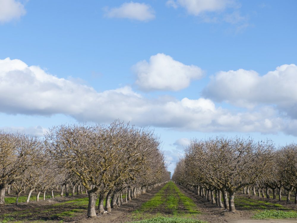 Trees in orchard